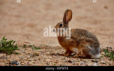 Arizona Wüste Cottontail sitzen in Unkraut Stockfoto