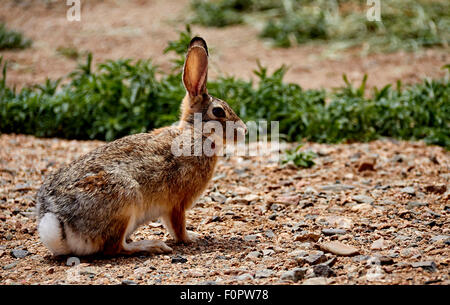 Arizona Wüste Cottontail sitzen in Unkraut Stockfoto