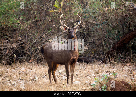 Sambar Deer Stockfoto