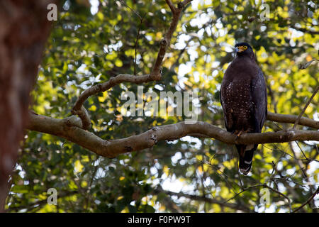 Die crested Schlange-Adler (Spilornis Cheela) Stockfoto