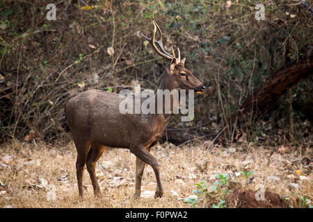 Sambar Deer Stockfoto