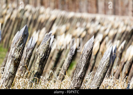 Japan, Yoshinogari Historical Park. Rekonstruierte eisenzeitliche Siedlung. Geschärft Pfähle in den Boden als defensiver Barriere zu handeln. Selektive konzentrieren. Stockfoto