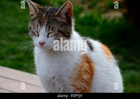 Süße Katze mit geschlossenen Augen entspannt sitzen Stockfoto