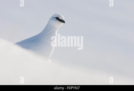 Rock Alpenschneehuhn (Lagopus Mutus Hyperborea) im Schnee, Spitzbergen, Svalbard, März 2009 Stockfoto