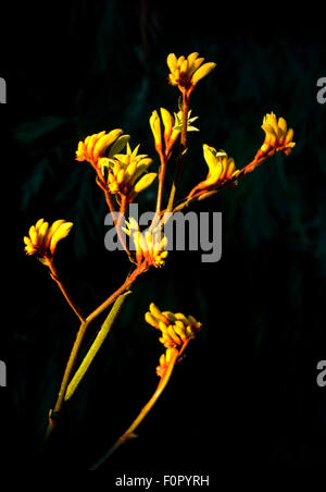 Studio Bild der gelben Blüten in Kangaroo (Anigozanthos) gemeinhin als Kangaroo Paws. Stockfoto