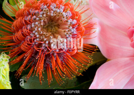 CLOSE-UP DETAIL EINER SCARLET BANKSIA (BANKSIA COCCINEA) Blumen, MT TOMAH, Sydney, NSW, Australien Stockfoto