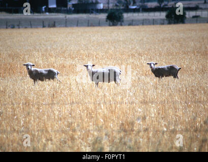Drei frisch geschorene Schafe stehen auf einem Feld in der Nähe von Paradise, einer kleinen ländlichen Ortschaft im Nordwesten von Tasmanien. Australien. Stockfoto