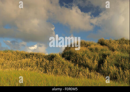 Dünengebieten Grass (Ammophila Arenaria) Lodbjerg Dune Plantage, Nationalpark Thy, Dänemark, Juli 2009 Stockfoto