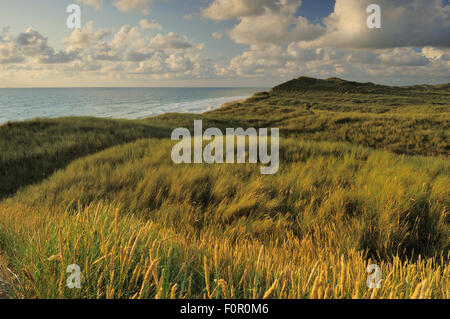 Dünengebieten Grass (Ammophila Arenaria) Lodbjerg Dune Plantage, Nationalpark Thy, Dänemark, Juli 2009 Stockfoto