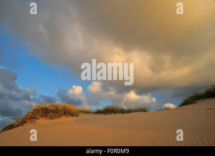 Driften Sanddüne, Lodbjerg Dune Plantage - Nationalpark Thy, Dänemark, Juli 2009 Stockfoto