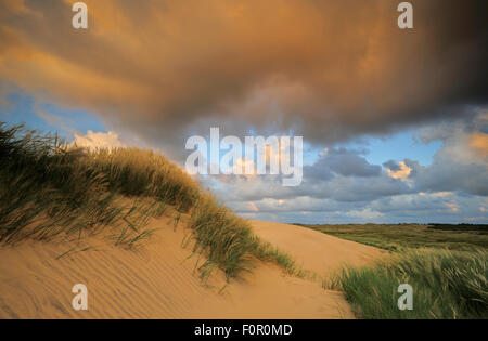 Dünengebieten Grass (Ammophila Arenaria) wächst auf driften Sanddüne, Lodbjerg Dune Plantage, Nationalpark Thy, Dänemark, Juli 2009 Stockfoto