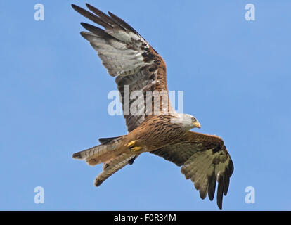 Rotmilan schräg über die walisische Landschaft in Rhayader fliegen Stockfoto
