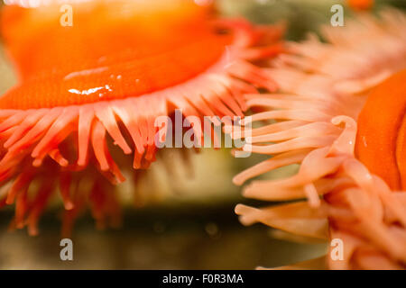 Nahaufnahme der beiden roten Seeanemone unter Wasser in einem Aquarium Stockfoto