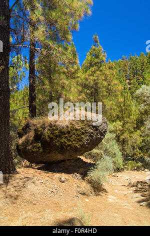 Im Landesinneren zentrale Gran Canaria, Weg von Cruz de Tejeda nach Teror, kanarische Kiefern Stockfoto