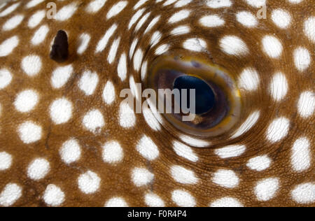 NAHAUFNAHME VON KUGELFISCH FISCHAUGEN Stockfoto