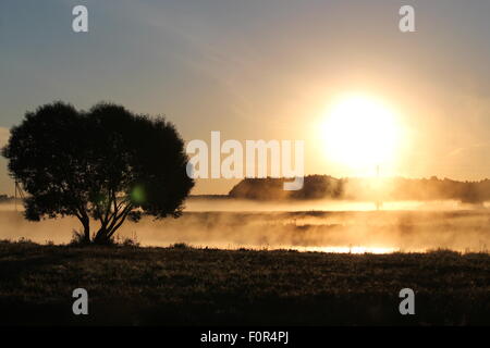 ein schöner Baum in Strahlen des Sommers, die Erhöhung der Sonne Aufenthalt auf Feld bedeckt weißen dichten Nebel Stockfoto