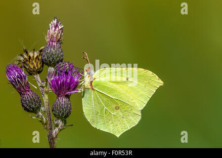 Gemeinsame brimstone Gonepteryx rhamni () sitzen auf einer Distel, Deutschland Stockfoto