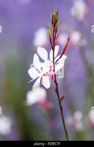 Gaura Lindheimeri 'Whirling Butterflies' Blumen. Stockfoto