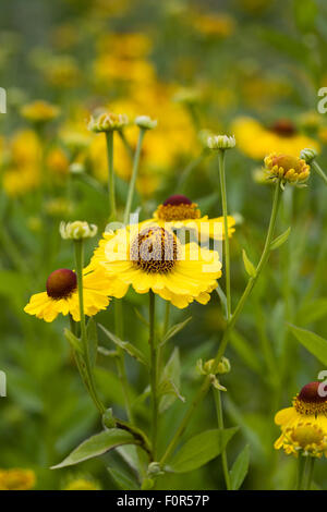 Helenium "Riverton Schönheit". Sneezeweed Blumen. Stockfoto