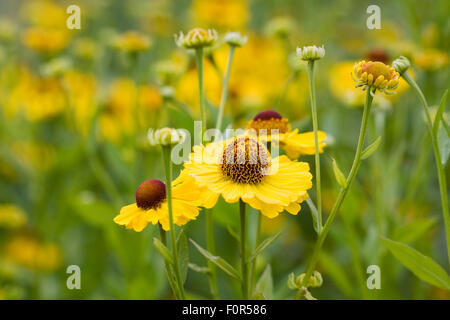 Helenium "Riverton Schönheit". Sneezeweed Blumen. Stockfoto