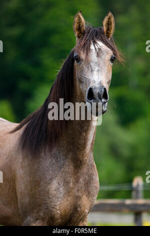 Vollblut Araber, roan, Porträt Stockfoto