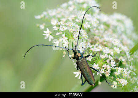 Moschus-Käfer (Aromia Moschata), männliche sitzt auf einer Blume Dolde, North Rhine-Westphalia, Deutschland Stockfoto