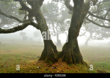 Alten Lorbeerwald oder Lorbeerwald, Stinkwood (Ocotea Foetens) Bäume im Nebel, UNESCO-Weltkulturerbe, Atelier, Madeira Stockfoto