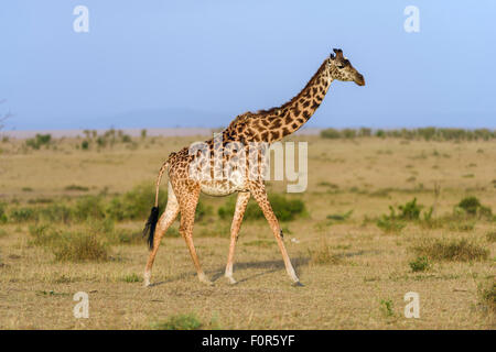 Masai-Giraffe (Giraffa Plancius), Jungtier, Masai Mara National Reserve, Narok County, Kenia Stockfoto