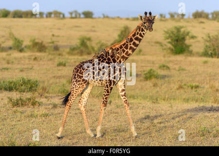 Masai-Giraffe (Giraffa Plancius), Jungtier mit rot-billed Oxpeckers (Buphagus Erythrorhynchus) am Hals Stockfoto