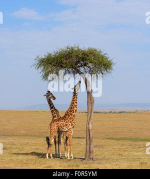 Masai-Giraffen (Giraffa Plancius), ernähren sich von einer großen Akazie, Masai Mara National Reserve, Narok County, Kenia Stockfoto