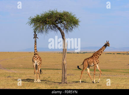 Masai-Giraffen (Giraffa Plancius), ernähren sich von einer großen Akazie, Masai Mara National Reserve, Narok County, Kenia Stockfoto