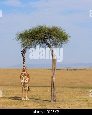 Masai-Giraffen (Giraffa Plancius), ernähren sich von einer großen Akazie, Masai Mara National Reserve, Narok County, Kenia Stockfoto