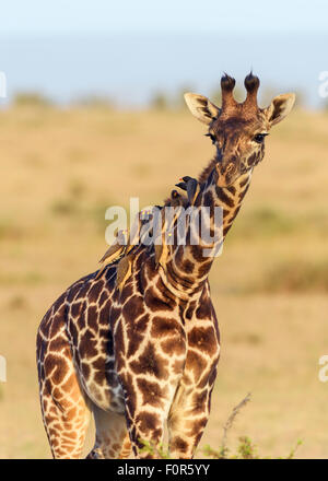 Masai-Giraffe (Giraffa Plancius), Jungtier mit rot-billed Oxpeckers (Buphagus Erythrorhynchus) am Hals Stockfoto