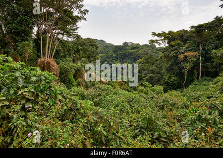 Regenwald der Bwindi Impenetrable National Park, Uganda, Afrika Stockfoto