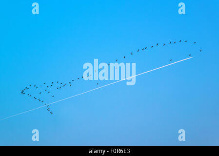 Schar Wildgänse fliegen in Formation über den blauen Himmel, Flugzeug Flug in Gegenrichtung Stockfoto