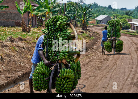 Banane Fahrrad, Kraterseen Bunyaruguru Region, Uganda, Afrika Stockfoto