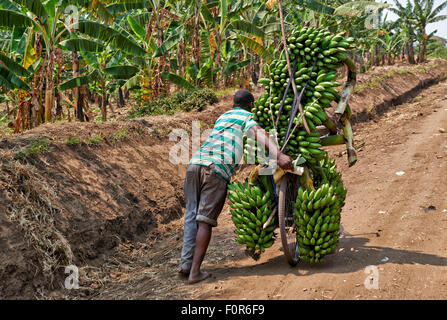 Banane Fahrrad, Kraterseen Bunyaruguru Region, Uganda, Afrika Stockfoto