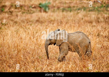 junge afrikanische Elefant, Loxodonta Africana, Murchison Falls National Park, Uganda, Afrika Stockfoto