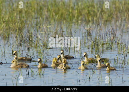 Kanada-Gans - Küken Branta Canadensis Ontario, Kanada BI027149 Stockfoto