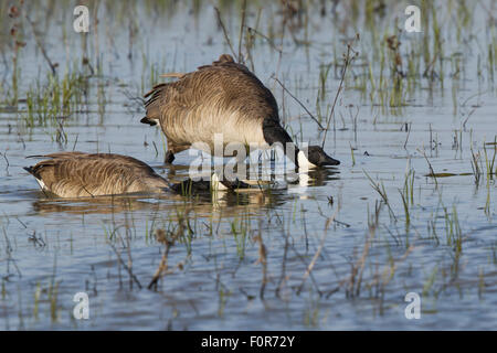 Canada Goose - paar Bedrohung Display Branta Canadensis Ontario, Kanada BI027150 Stockfoto