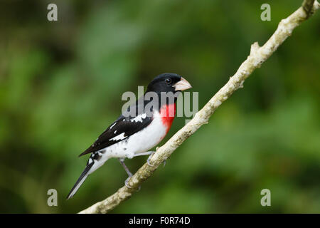 Rose – Breasted Kernbeißer - männlich auf Migration Pheucticus sich Golf Küste von Texas, USA BI027158 Stockfoto