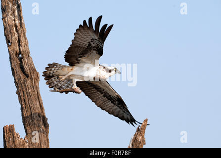 Fischadler (Pandolion Haliaetus) in Nagarhole-Nationalpark, Indien Stockfoto