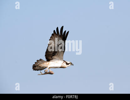 Fischadler (Pandolion Haliaetus) in Nagarhole-Nationalpark, Indien Stockfoto