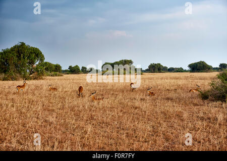 Ugandische Kob, Kobus Kob Thomasi, in Landschaften von Queen Elizabeth National Park, Uganda, Afrika Stockfoto