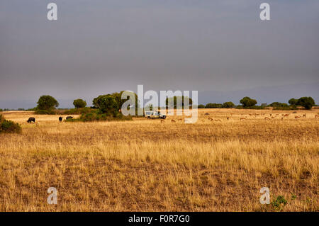 Ugandische Kob, Kobus Kob Thomasi, in Landschaften von Queen Elizabeth National Park, Uganda, Afrika Stockfoto