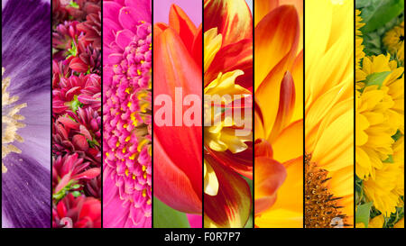 Collage von lila Mohn rosa Dahlie Lila Gerbera rote Tulpe gelb Sonnenblume in enger getrennt mit schwarzen Streifen Stockfoto