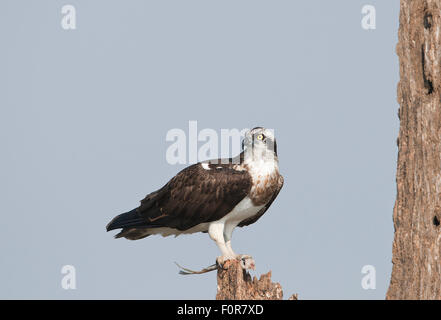 Fischadler (Pandolion Haliaetus) in Nagarhole-Nationalpark, Indien Stockfoto