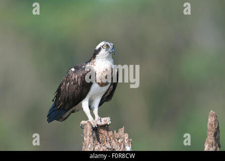 Fischadler (Pandolion Haliaetus) in Nagarhole-Nationalpark, Indien Stockfoto