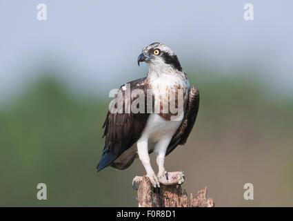 Fischadler (Pandolion Haliaetus) in Nagarhole-Nationalpark, Indien Stockfoto