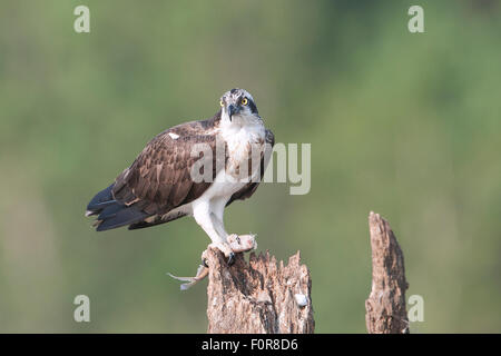 Fischadler (Pandolion Haliaetus) in Nagarhole-Nationalpark, Indien Stockfoto